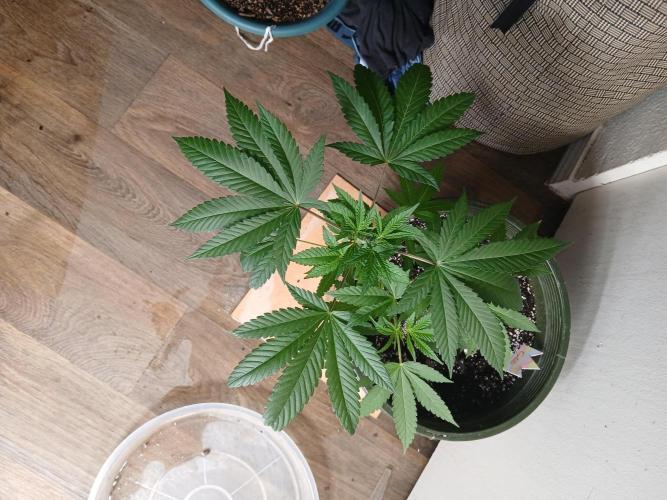 Grease Monkey Auto. Week 5