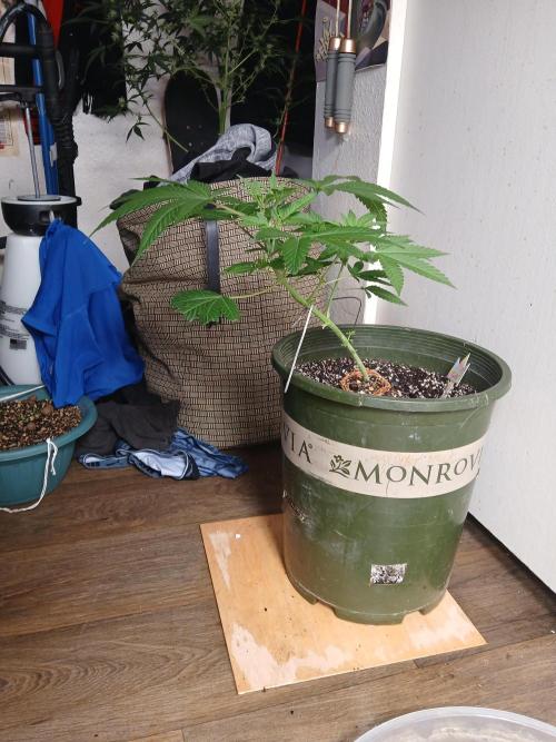 Grease Monkey Auto. Week 5