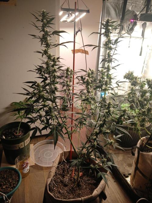 Sundae Driver Auto. Week 6
