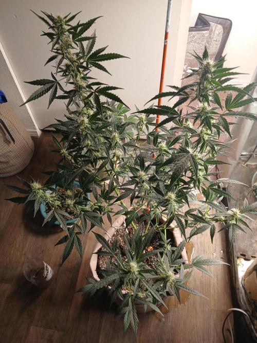 Sundae Driver Auto. Week 6