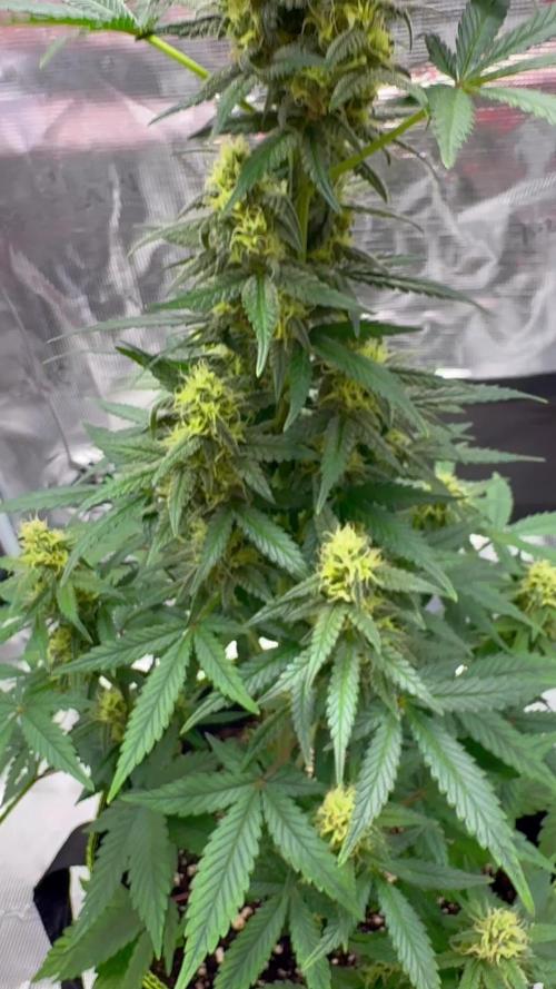 🍊GRAPEFRUIT Auto -  Fruity Experience🍋