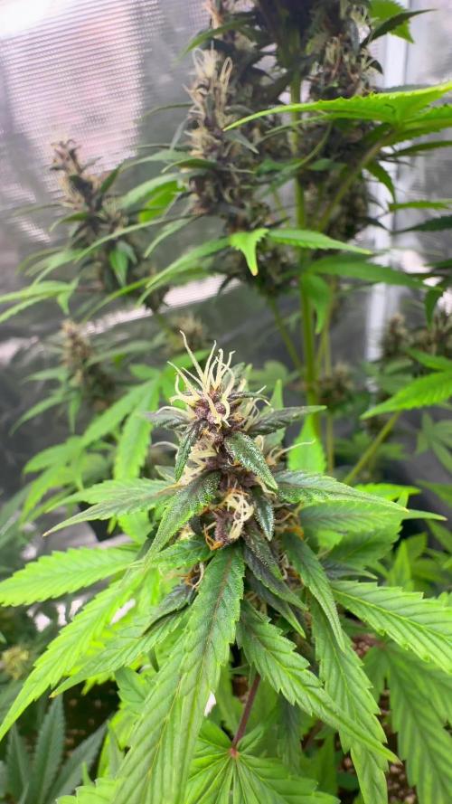 💥C4 AUTO - Loud Smell🔥