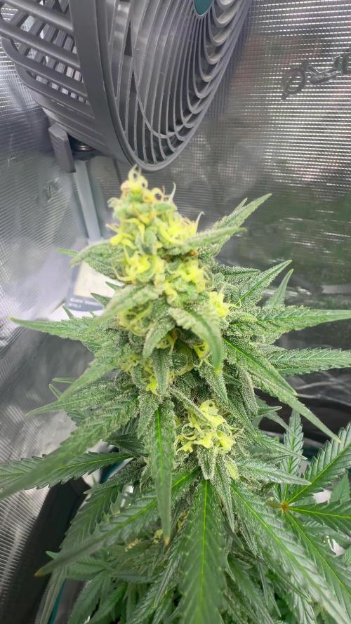 🍊GRAPEFRUIT Auto -  Fruity Experience🍋