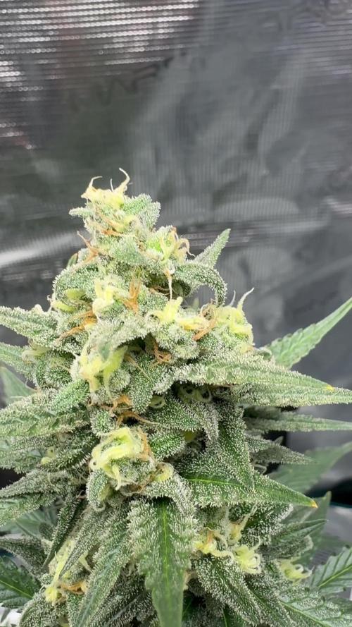 🍊GRAPEFRUIT Auto -  Fruity Experience🍋