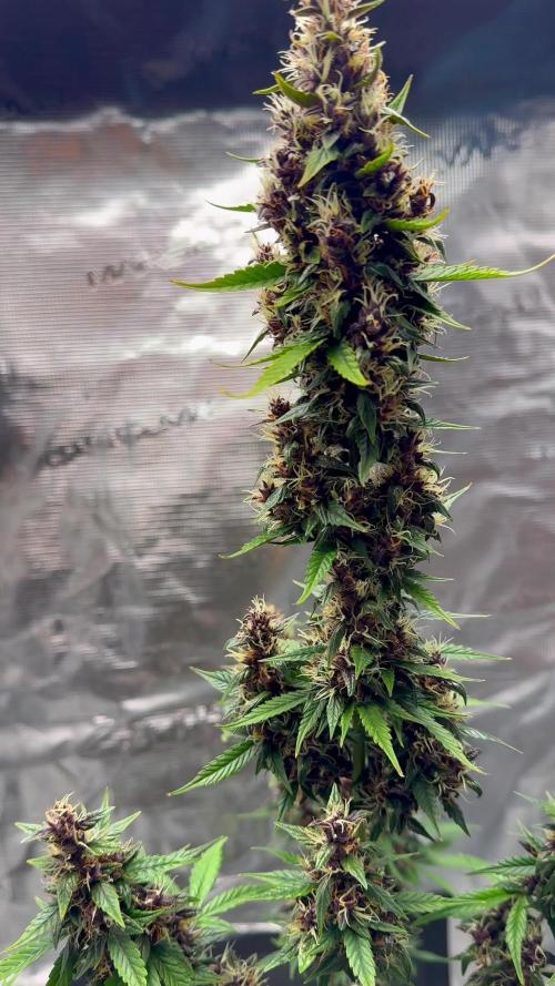 💥C4 AUTO - Loud Smell🔥