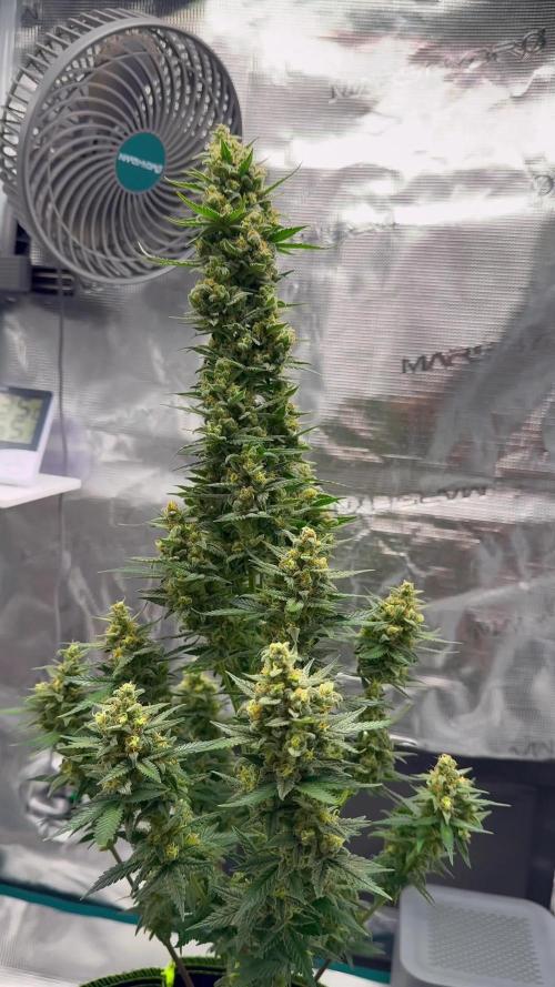 🍊GRAPEFRUIT Auto -  Fruity Experience🍋