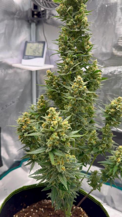 🍊GRAPEFRUIT Auto -  Fruity Experience🍋