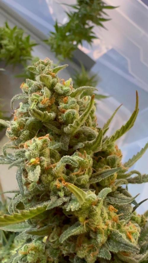 🍊GRAPEFRUIT Auto -  Fruity Experience🍋