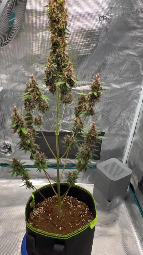 💥C4 AUTO - Loud Smell🔥
