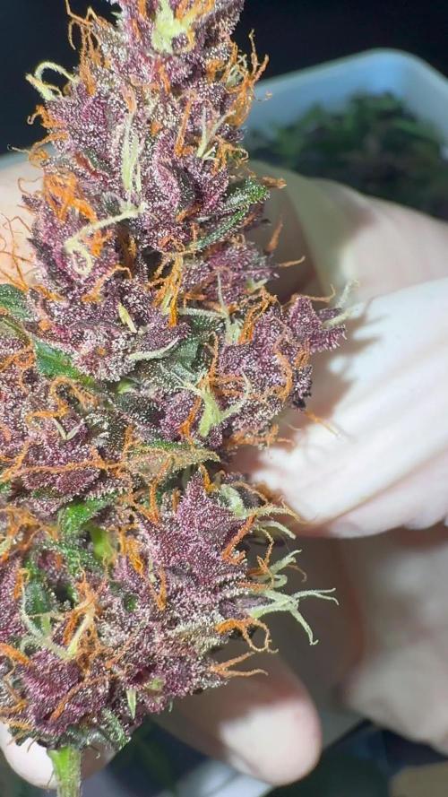💥C4 AUTO - Loud Smell🔥