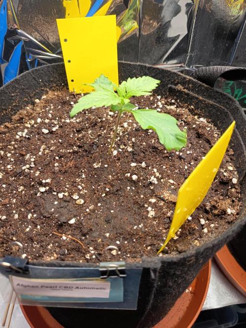 Afghan Pearl CBD Auto - Im Regal. Week 2 - Tag 11