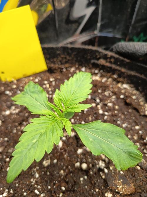 Afghan Pearl CBD Auto - Im Regal. Week 2 - Tag 11