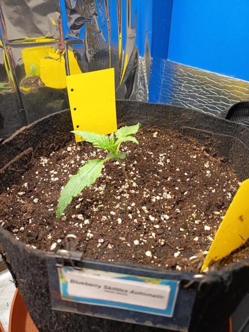 Blueberry Candiez Auto - Im Regal. Week 2 - Tag 11