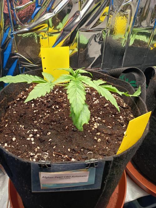 Afghan Pearl CBD Auto - Im Regal. Week 3 - Tag 15