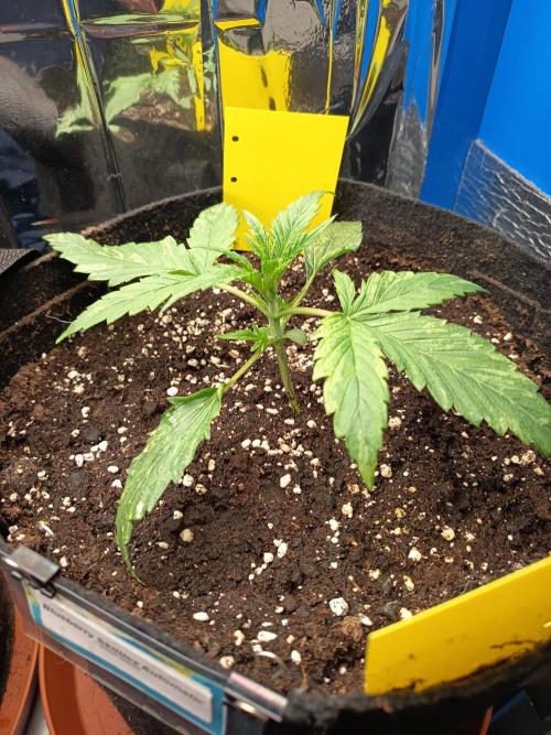 Blueberry Candiez Auto - Im Regal. Week 3 - Tag 15