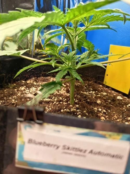 Blueberry Candiez Auto - Im Regal. Week 3 - Tag 20