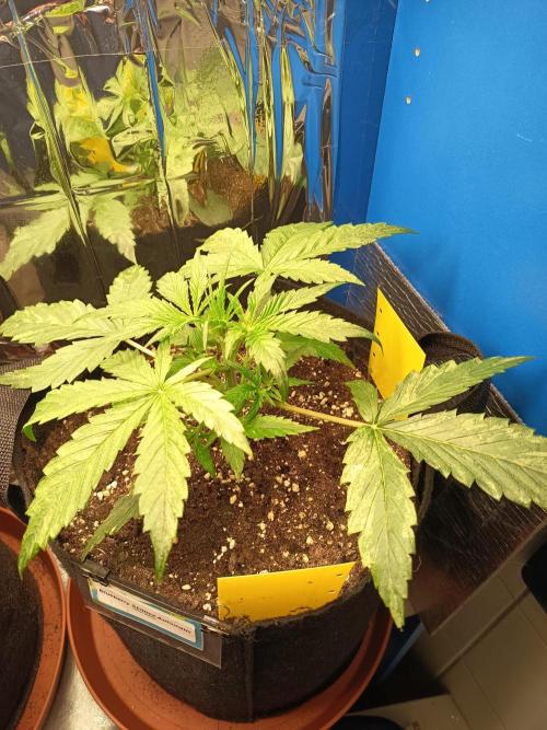 Blueberry Candiez Auto - Im Regal. Week 3 - Tag 20