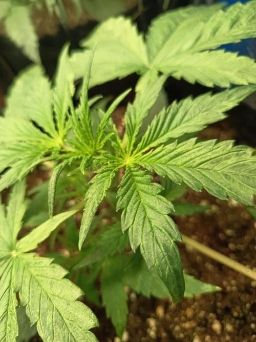 Blueberry Candiez Auto - Im Regal. Week 3 - Tag 20