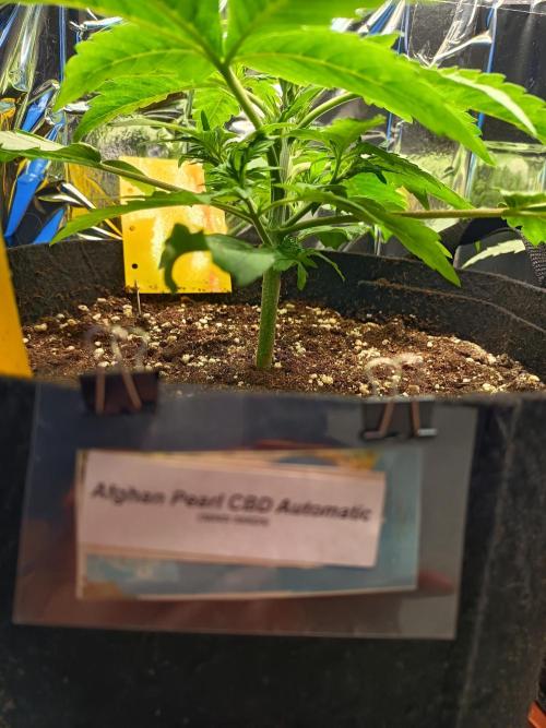 Afghan Pearl CBD Auto - Im Regal. Week 3 - Tag 20