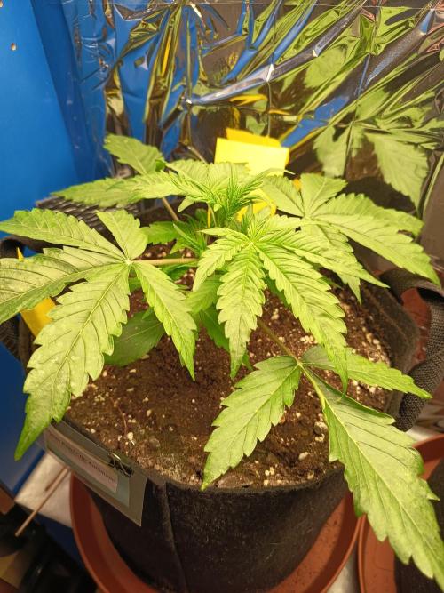 Afghan Pearl CBD Auto - Im Regal. Week 3 - Tag 20