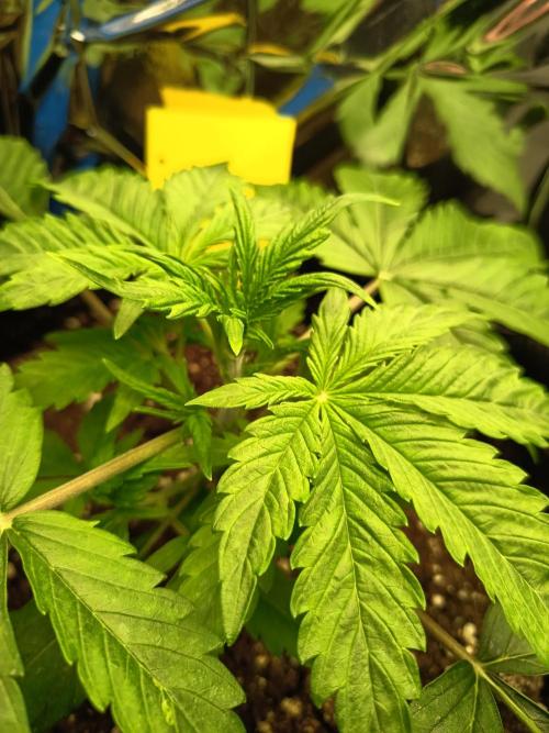 Afghan Pearl CBD Auto - Im Regal. Week 3 - Tag 20