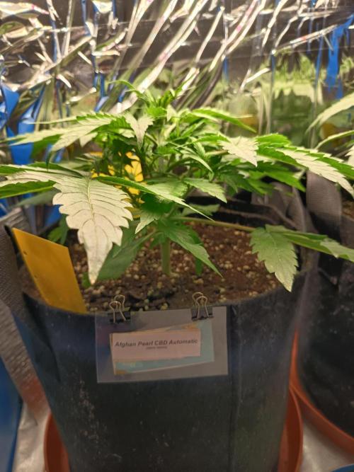 Afghan Pearl CBD Auto - Im Regal. Week 4 - Tag 23