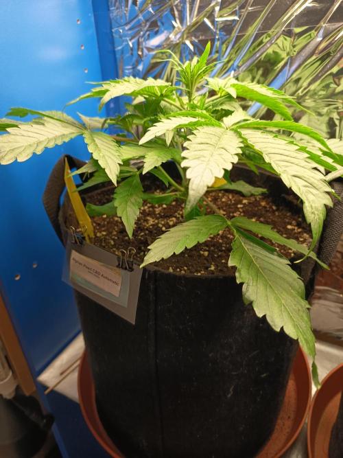 Afghan Pearl CBD Auto - Im Regal. Week 4 - Tag 23