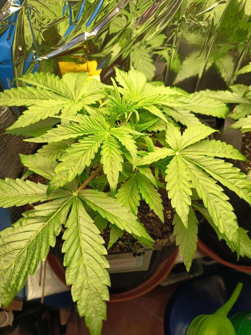 Afghan Pearl CBD Auto - Im Regal. Week 4 - Tag 23