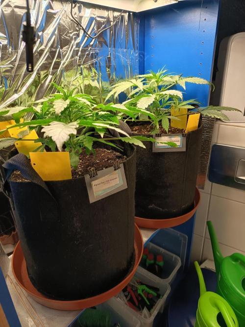 Blueberry Candiez Auto - Im Regal. Week 4 - Tag 23
Vorne Afghan Pearl CBD Automatic. Hinten Blueberry Candiez Automatic
