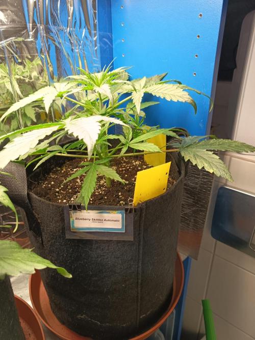 Blueberry Candiez Auto - Im Regal. Week 4 - Tag 23