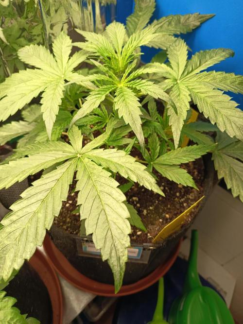 Blueberry Candiez Auto - Im Regal. Week 4 - Tag 23