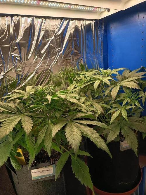 Afghan Pearl CBD Auto - Im Regal. Week 4 - Tag 28
Vorne Afghan Pearl CBD Automatic. Hinten Blueberry Candiez Automatic 