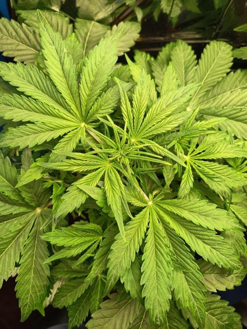 Afghan Pearl CBD Auto - Im Regal. Week 4 - Tag 28