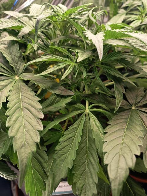 Afghan Pearl CBD Auto - Im Regal. Week 4 - Tag 28