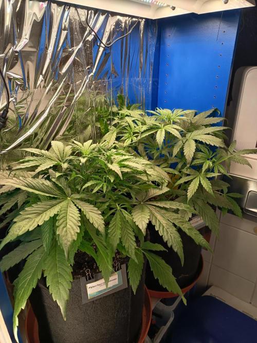 Blueberry Candiez Auto - Im Regal. Week 4 - Tag 28
Vorne Afghan Pearl CBD Automatic. Hinten Blueberry Candiez Automatic