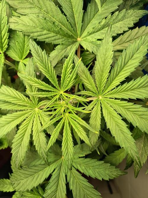 Blueberry Candiez Auto - Im Regal. Week 4 - Tag 28