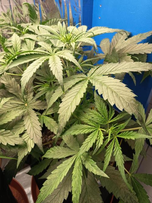 Blueberry Candiez Auto - Im Regal. Week 4 - Tag 28