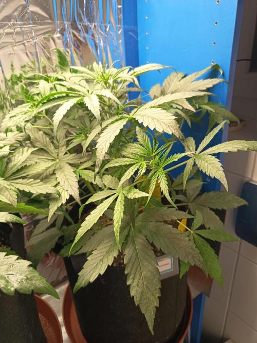 Blueberry Candiez Auto - Im Regal. Week 4 - Tag 28