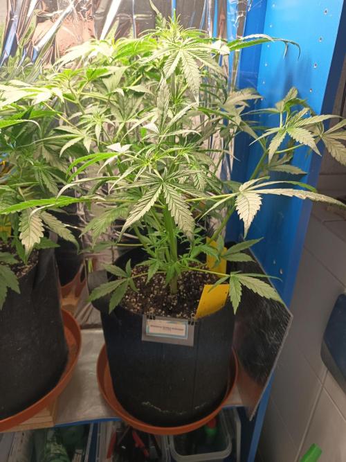 Blueberry Candiez Auto - Im Regal. Week 5 - Tag 31