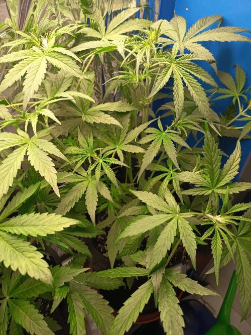 Blueberry Candiez Auto - Im Regal. Week 5 - Tag 31