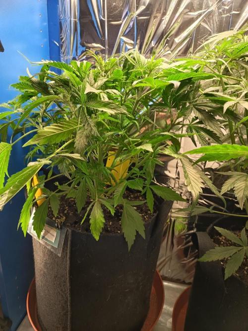 Afghan Pearl CBD Auto - Im Regal. Week 5 - Tag 31