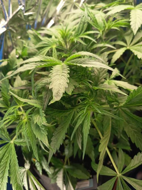 Afghan Pearl CBD Auto - Im Regal. Week 5 - Tag 31