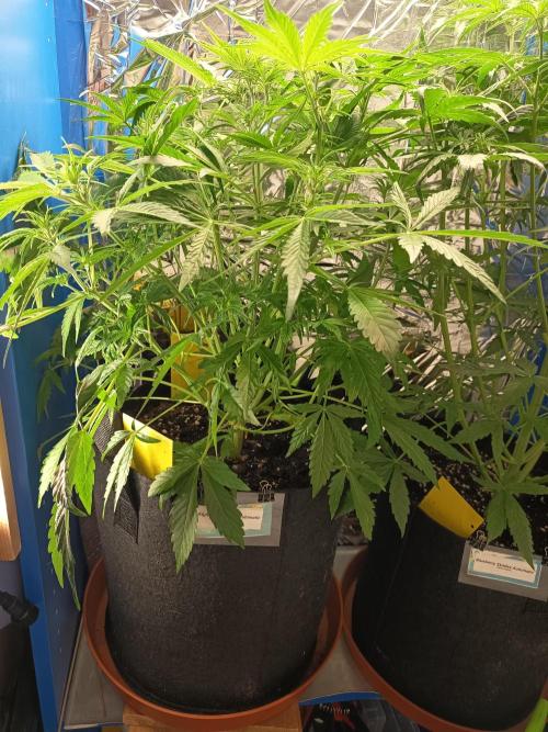 Afghan Pearl CBD Auto - Im Regal. Week 5 - Tag 35