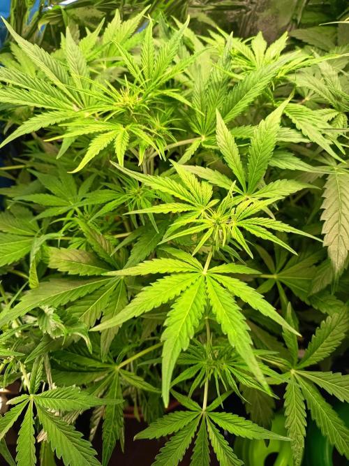 Afghan Pearl CBD Auto - Im Regal. Week 5 - Tag 35