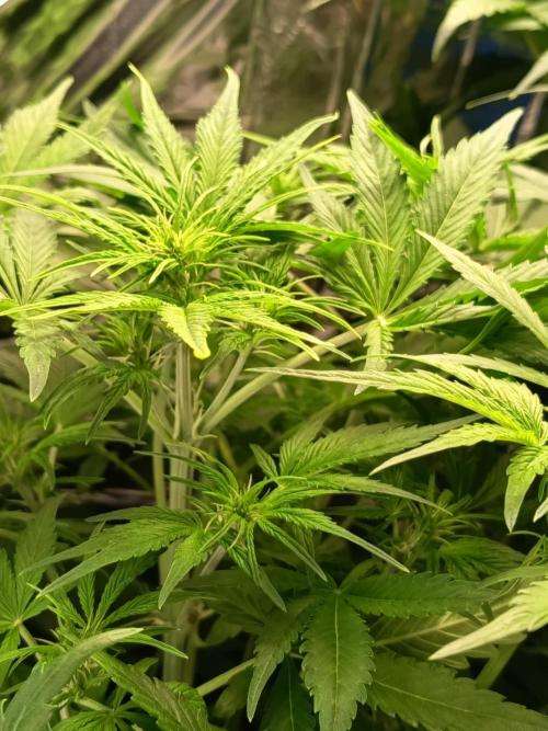 Afghan Pearl CBD Auto - Im Regal. Week 5 - Tag 35