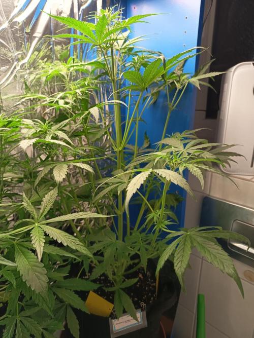 Blueberry Candiez Auto - Im Regal. Week 5 - Tag 35