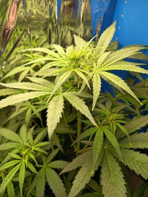 Blueberry Candiez Auto - Im Regal. Week 5 - Tag 35