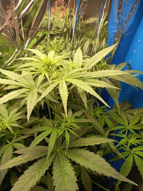 Blueberry Candiez Auto - Im Regal. Week 5 - Tag 35