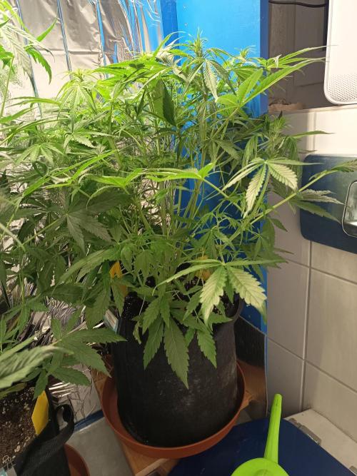 Afghan Pearl CBD Auto - Im Regal. Week 6 - Tag 39