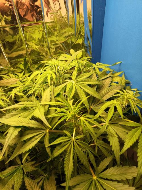 Afghan Pearl CBD Auto - Im Regal. Week 6 - Tag 39